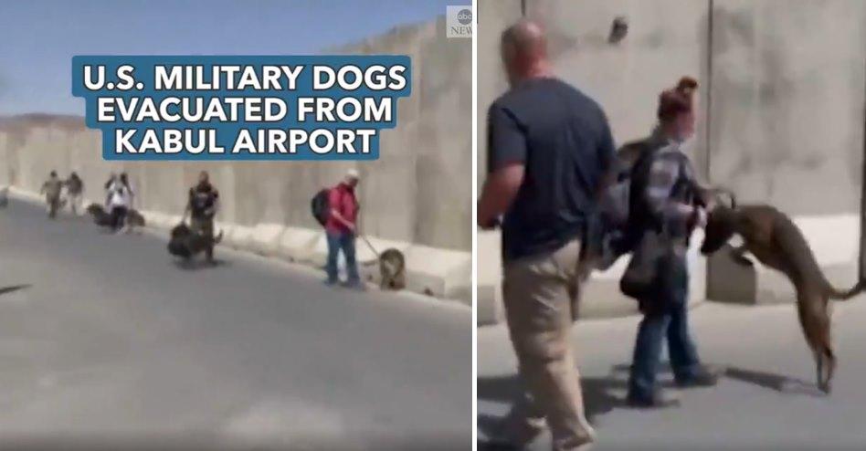 ABD Askeri Köpeklerinin Afganistan'dan Tahliye Edilmesi Tenkitlere Neden Oldu: İnsanlardan Daha Kıymetliler