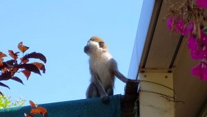 Ankara'daki tartışmalı Aslan Park'tan maymun kaçtı