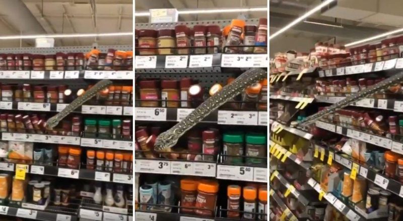 Avustralya'da Bir Marketin Raflarının Ortasından Piton Çıktı