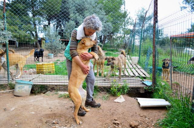Azerbaycanlı bayan piyanist 200 kadar sokak hayvanına anne şefkati ile bakıyor Azerbaycanlı bayan piyanist 200 kadar sokak hayvanına anne şefkati ile bakıyor