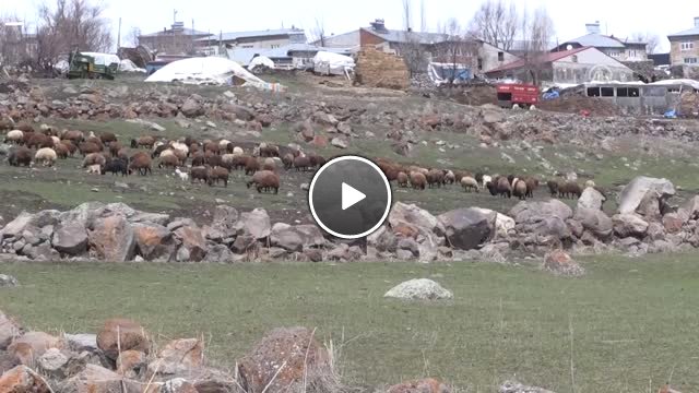 Besicilerin "Mera" Hasreti Sona Erdi - Ağrı