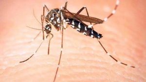 İstanbul'un yerleşik çeşitleri ortasına giren Asya kaplan sivrisineği için korkutan ihtar: Bulaşıcı hastalıklara neden olabilir
