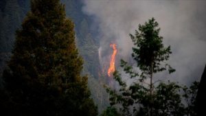 Ülke genelindeki 6 orman yangını denetim altına alındı; Tunceli'deki yangın devam ediyor