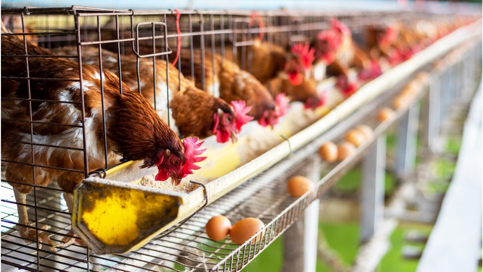Azot krizi: Hollanda çiftlik hayvanlarının sayısını yüzde 30 azaltmayı planlıyor