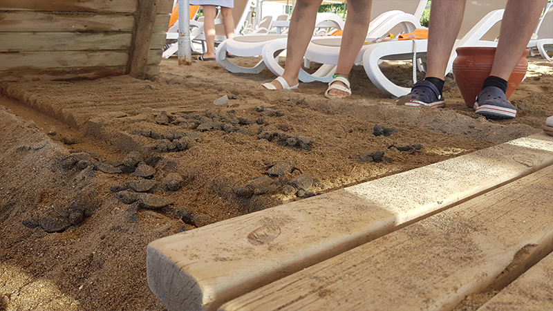 Caretta caretta kaplumbağalarının üzerine ahşap yürüme yolu koyan iki otele 482 bin TL ceza