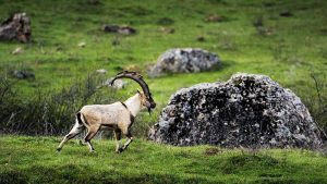 Giresun'da yaban keçilerinin avlanma ihalesi iptal edildi