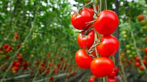 İzmir ve Antalya’dan Rusya’ya domates ve biber ihracatındaki yasak kaldırıldı