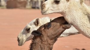 43 deve, botoks nedeniyle 'güzellik müsabakası'ndan diskalifiye edildi