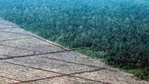 AB, ormanlara ziyan vererek üretilen eserleri yasaklamaya hazırlanıyor
