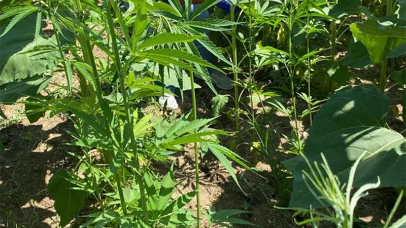 ABD'de artan marihuana çiftlikleri nedeniyle acil durum ilan edildi