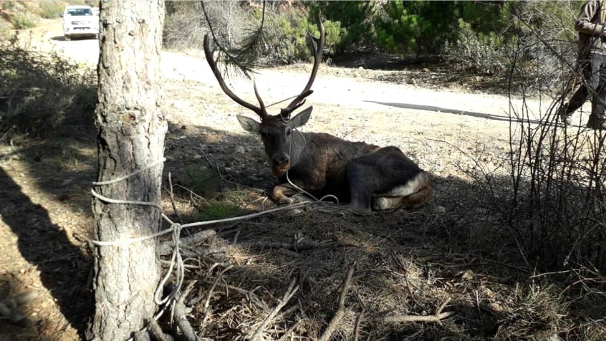 Akdağ'da yaralanan Kızıl Geyik tedavi altına alındı