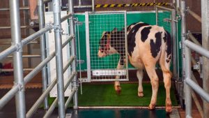 Almanya'da bilim insanları, sera gazı emisyonunu azaltmak için ineklere tuvalet eğitimi verdi