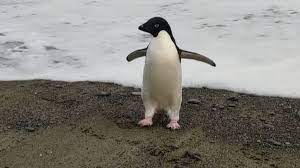 Antarktika'dan çıktı; 3000 kilometre yol yapan penguen Yeni Zelanda kıyılarında görüldü