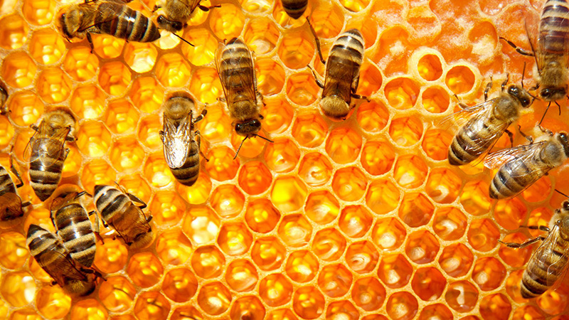 Araştırma: Arılar hastalık riskine karşı toplumsal araya dikkat ediyor