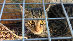Avustralya'nın bir bölgesinde kedilere 'sokağa çıkma yasağı'