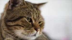 Bacakları kesilmiş 4 meyyit kedi bulundu: 'Seri kedi katili' aranıyor