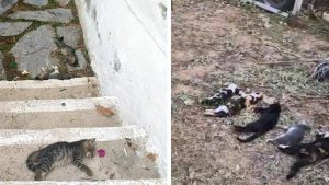 Bodrum'da 20 kedi meyyit bulundu; tarım ilacıyla zehirlenme kuşkusuyla inceleme başlatıldı