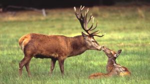 Bolu'da 15 kızıl geyik avlanması ihalesine 'yürütmeyi durdurma' kararı