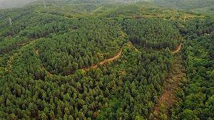 CHP'li Yüceer: 'Ormansızlaştırma yönetmeliği' geri çekilmeli