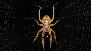 Duşta örümcek ağı görmek ne manaya gelir? Hayalde konutta örümcek ağı görmek, Duşta tavanda örümcek ağı görmek neye işarettir?