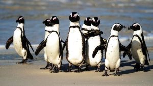 Güney Afrika'da tehlike altındaki penguenlere arı sürüsü saldırdı: 63 meyyit