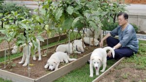 Güney Kore başkanı Moon: Köpek eti tüketimini yasaklamanın vakti geldi