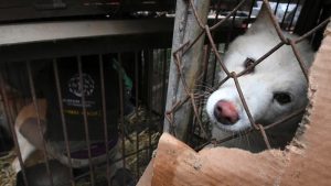Güney Kore köpek etini yasaklamaya hazırlanıyor; çalışma kümesi kuruldu