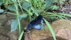 İngiltere ziyaretinde dikkatini çeken kelebek bahçesini Beykoz'da kurdu