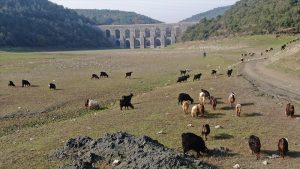 İstanbul'a su sağlayan Alibeyköy barajında keçiler otlamaya başladı!