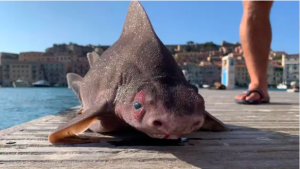 İtalya'da domuza benzeyen yüzü ve sesi nedeniyle dikkat çeken bir balık tipi görüldü