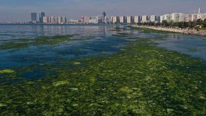 İzmir'de 'deniz marulu' tehlikesine dikkat çeken Prof. Dr. Yaşar: Evsel atık ve fabrika kirliliği arıtılmadan direkt Körfez’e boşalıyor
