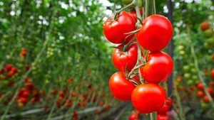 Japonya'dan genom düzenlemesinden geçen domatesler satışa çıkıyor; kan basıncını düşürmeye yardımcı olacak