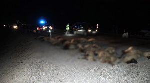 Kars'ta kamyonet sürüye çarptı, 34 koyun ömrünü yitirdi