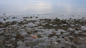 Kocaeli'nde binlerce meyyit denizanası kıyıya vurdu