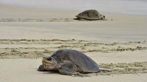 Meksika'da kıyıya vurmuş 300 meyyit kaplumbağa bulundu