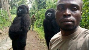 Ndakasi: Viral fotoğrafıyla dünyanın tanıdığı goril 14 yaşında hayata veda etti