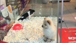 Pet shoplarda hayvan satışı 7 ay sonra sona erecek