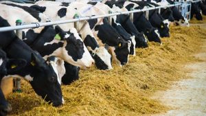 TOBB Hayvancılık Meclisi Lideri Şahbaz: Yem maliyetleri yüzde 100’ün üzerinde arttı; kırmızı et tarafında arz badiresi yaşanabilir