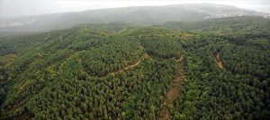 "Türkiye'de 780 bin hektarlık alan yalnızca kâğıt üzerinde orman"