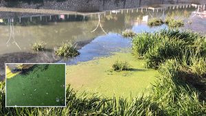 Yeşilırmak'ta kirlilik ve kuraklık tehlikesi: İsmi üzere yeşil akıyor