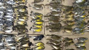 Yüzlerce kuş, New York'un cam kulelerine çarptıktan sonra öldü