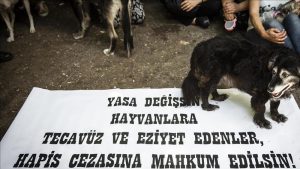 3 aylık köpeği yere vurarak öldüren Ozan Öztürk'e "mala ziyan verme" cürmünden 2 bin lira para cezası!