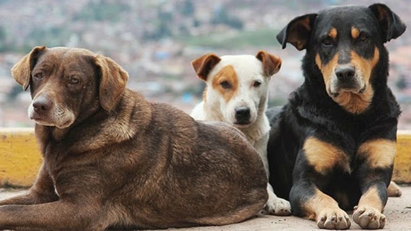 Köpekler Mastürbasyon Sever Mi ve Yapabilir Mi