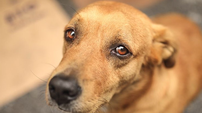 Ankara'da iki köpeği tüfekle öldüren kişi tutuklandı