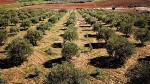 Bakanlık'tan zeytinlik açıklaması: Maden alanı için ağaçların kesilmesi kelam konusu değil