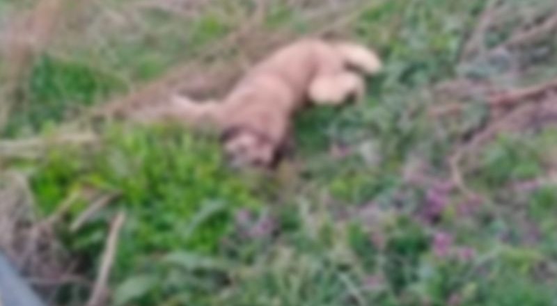 Bursa'da zehirlenen 9 köpek öldü