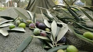 CHP'li vekilden zeytinlikler için Danıştay'a müracaat
