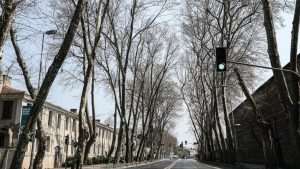 Dolmabahçe'de görülen çınar kanseri daha büyük ağaç hastalıklarının habercisi mi?