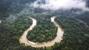 İklim krizi araştırması: Amazon ormanlarında kritik bir eşiğe gelindi, toplu ağaç vefatları görülebilir