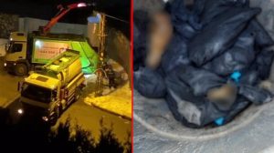 İstanbul'un Beykoz ilçesinde bir çöp konteynerinde 19 meyyit köpek bulundu
